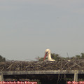 16_30-mast.jpg