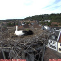 16_30-nest.jpg