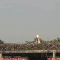 16_35-mast.jpg