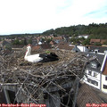 16_35-nest.jpg