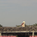 16_40-mast.jpg