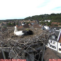 16_40-nest.jpg