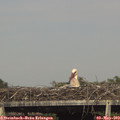 16_45-mast.jpg