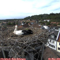 16_45-nest.jpg