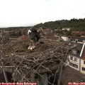 16_50-nest.jpg