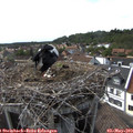 16_55-nest.jpg