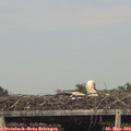 17_00-mast.jpg