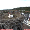 17_00-nest.jpg