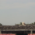 17_05-mast.jpg
