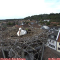 17_05-nest.jpg
