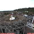17_10-nest.jpg