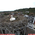17_15-nest.jpg