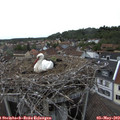 17_20-nest.jpg