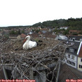 17_25-nest.jpg