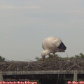 17_30-mast.jpg