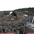 17_30-nest.jpg