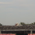 17_35-mast.jpg