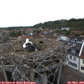 17_35-nest.jpg