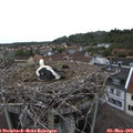 17_40-nest.jpg