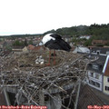 17_50-nest.jpg
