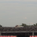 17_55-mast.jpg