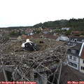 17_55-nest.jpg