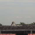 18_00-mast.jpg