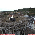 18_00-nest.jpg