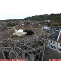 18_10-nest.jpg