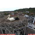 18_15-nest.jpg