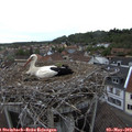 18_20-nest.jpg