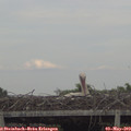 18_25-mast.jpg