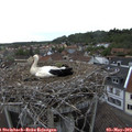 18_30-nest.jpg