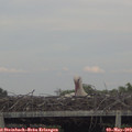 18_40-mast.jpg
