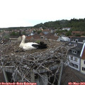 18_40-nest.jpg