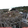 18_45-nest.jpg