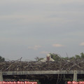 18_50-mast.jpg
