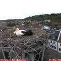 18_50-nest.jpg