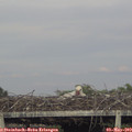 18_55-mast.jpg