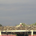 19_00-mast.jpg