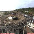 19_00-nest.jpg