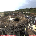 19_05-nest.jpg