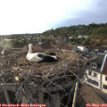 19_10-nest.jpg