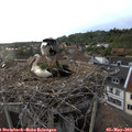 19_15-nest.jpg