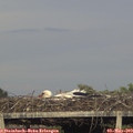 19_20-mast.jpg