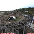 19_20-nest.jpg