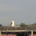 19_30-mast.jpg