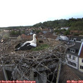 19_30-nest.jpg