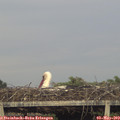 19_35-mast.jpg