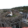 19_35-nest.jpg